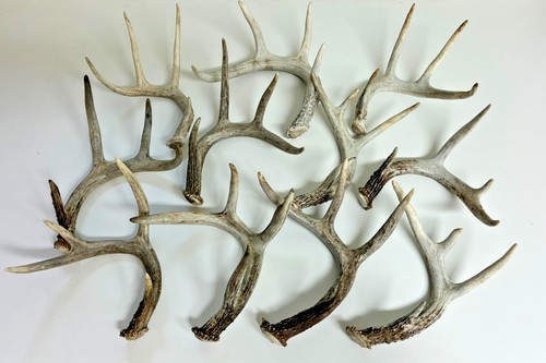 Whitetail shed antlers - whitetail,